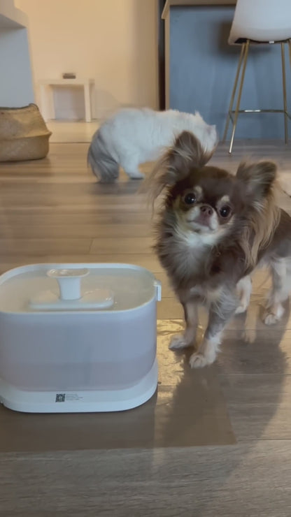 Automatic Cat Drinking Water Fountain – Keep Your Furry Friend Hydrated!